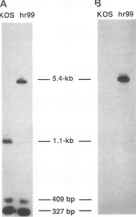 FIG.ON*wild-typeelectrophoresis,MembranesFig. 4. Southern blot analysis of viral DNA. Viral DNAs from KOS and hr99 were digested with PstI, subjected to and transferred to a GeneScreen Plus membrane