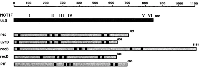 FIG.S~~~~~~~~~~~.fi.".ofcolithe the1. Conserved motifs in a superfamily of helicases. The top line represents the number of amino acid residues