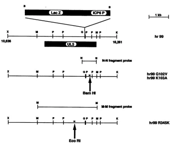 FIG. 8.ofgeneratedarrows.X,mutantUL5 site-directed Genome structures of mutants hr99, hr99GlO2V, hr99K1O3A, and hr99R345K