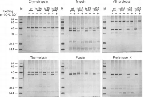 FIG.1.30marker min) Proteolytic digestion patterns of wild-type (wt) and three ts mutant DBPs