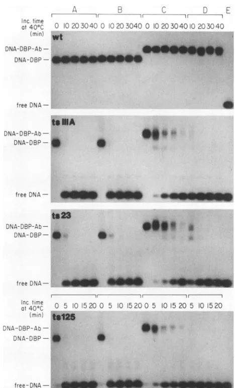 FIG. 3.anti-DBPthenDBPsDBPsDBPsincubation;suredDBPsDNA. Gel shift assay showing stabilization of ts DBPs by an antibody (Ab)