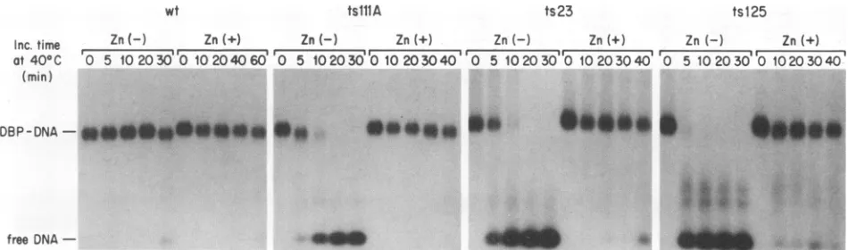 FIG. 5.Tris-HClcontainingincubation; Stabilizing effect of zinc on the DNA-binding activity of ts DBPs