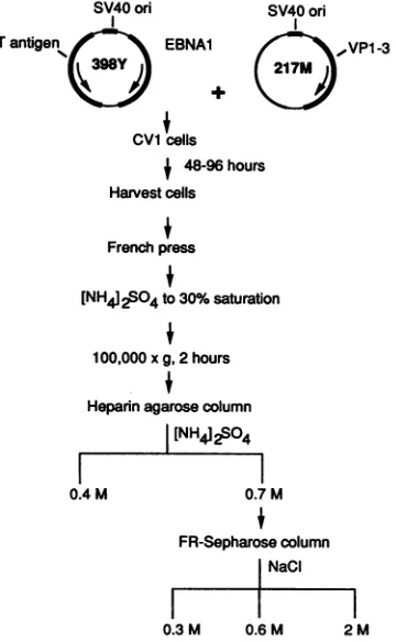 FIG. 2.latemutationDetailsEBNA1. Outline of the protocol used to express and purify Packageable SV40 vector 398Y has a replacement of its region with the EBNA1 gene