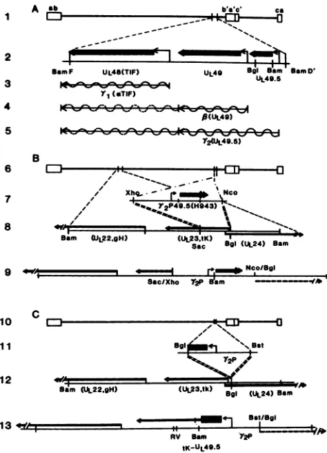 TABLE 1. Differences in the amino acids sequences ofUL49.5S of three strains of HSV-1