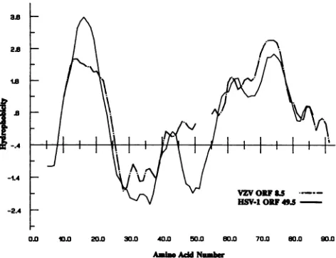 FIG. 4.gapsbythree-residue8.5,predicted Kyte and Doolittle hydropathic analysis of the proteins to be encoded by the HSV-1 UL49.5 gene and VZV ORF which is homologous to UL49.5