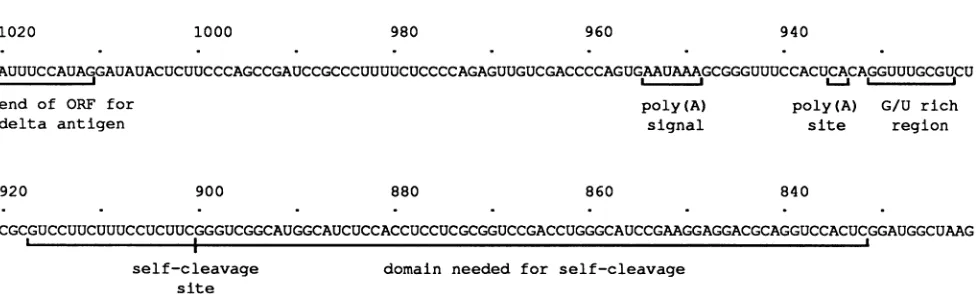 FIG.1.theetRNA, al. Sequence features surrounding polyadenylation site on antigenomic HDV RNA