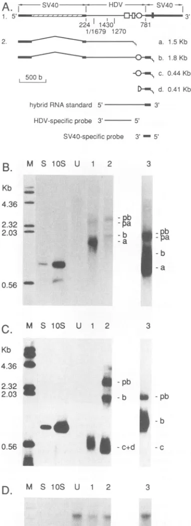 Fig. 4A.and We hybridized first with the HDV probe (Fig. 4B) then rehybridized with the SV40 probe (Fig