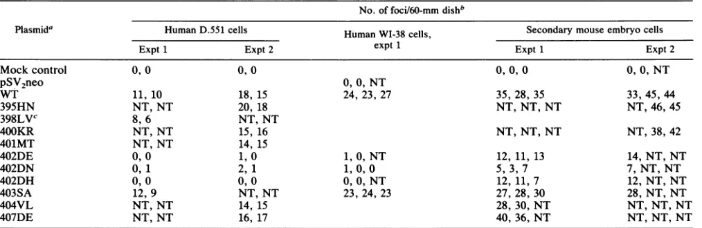TABLE 1. Transforming activities of WT and mutant SV40 DNAs in human and mouse cellS