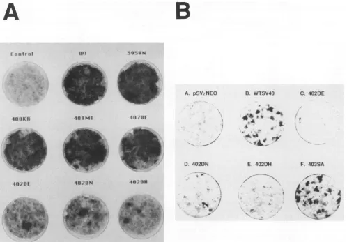 TABLE 2. Transfection frequency of human cells by WT ormutant pBS-SV40 DNA