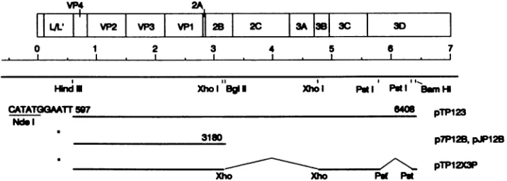FIG. ~~~~~~~~~~~~~~pTP1ZX3Pcontainstodeletionsp7Pcontainsnomenclaturesite a1. Schematic representation ofFMDV expression plasmids