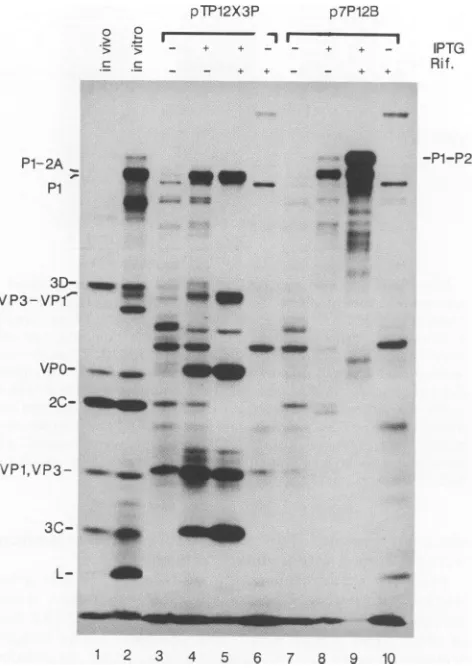 FIG. 2.extract;inrifampin.perlysatesRNAradiolabeledbuffercontaininginduction30midwas[35S]methionine-labeled vitro min Expression of FMDV proteins in E