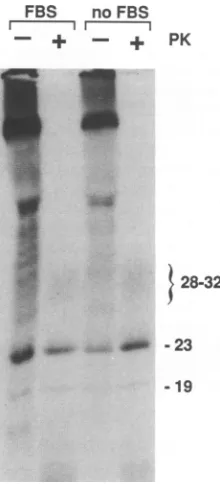 FIG. 5.forflasksorcontrolhorBothFig. after both without Inhibition of the truncation of PrP-res