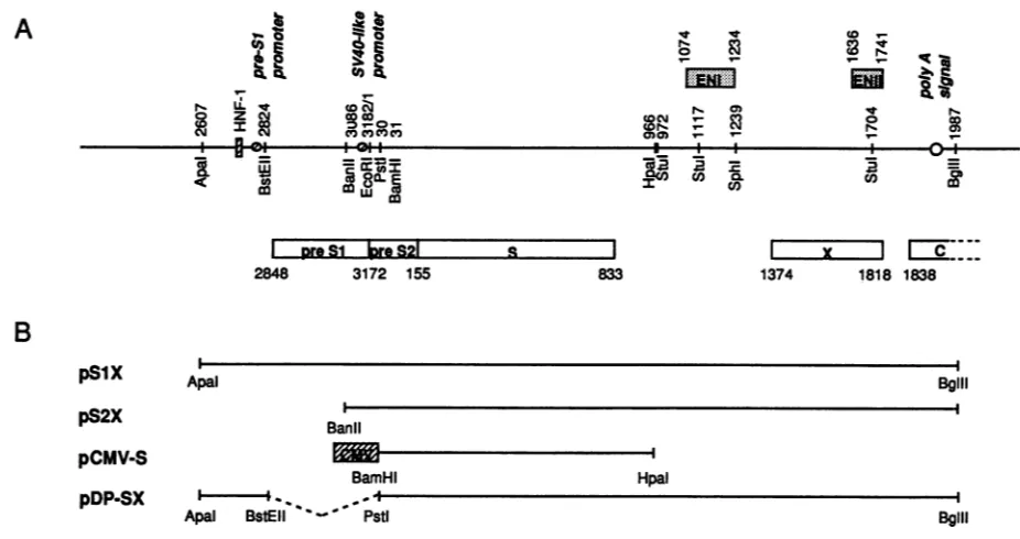FIG. 2.autoradiographofandpSVLD3withThecultureRNA2were(sizestablespecificB to was hybridization HBV surface antigens can help package HDV genome