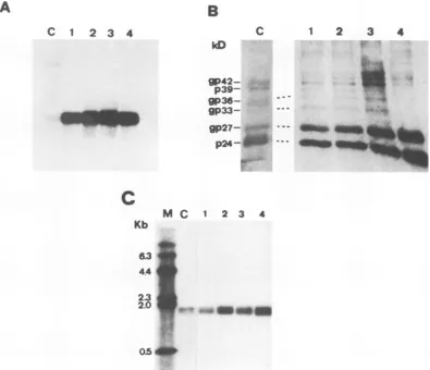 FIG. 4.glycosylatedformstransfectedcentrifugedCandcontainingaHDVwas positive are The S HBsAg is sufficient in helping the HDV genome package