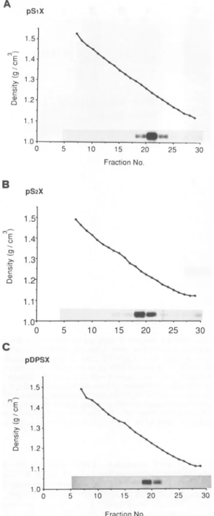 FIG. 5.fromdescribedtheirRNAcotransfectedpDP-SXpeakcesiummediumsubjectedstudies Densities of the three kinds of HDV-like particles in chloride gradient