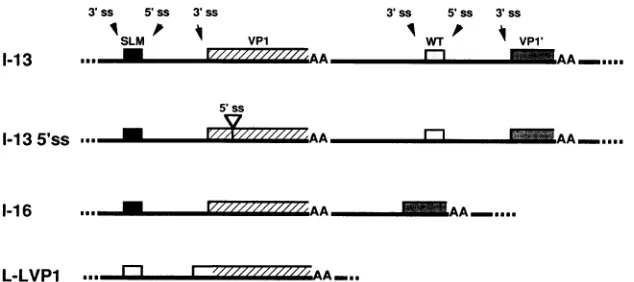 FIG.1.cuitscreatedmRNAlateaddition,areinefficienttranslatedprimaryyielding Model for the processing of polyomavirus late giant transcripts and the production of multiple, tandem, non- late leader units on mature mRNA molecules