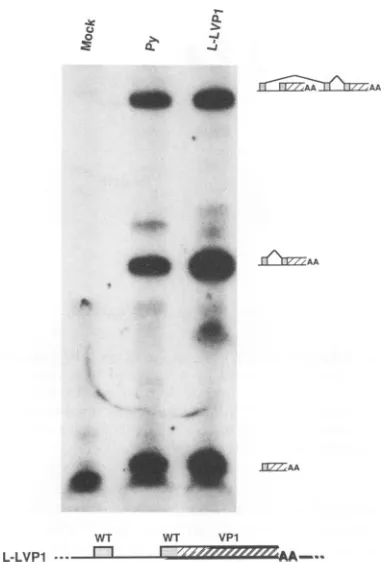 FIG.5.determinedanddescribedleaderduefromhereleaderL-LVP1moleculesmic PCR assay to determine whether VP1 exon skipping is to a relatively weak VP1 3' splice site or to a relatively strong 3' splice site