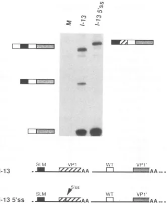 FIG. 6.fromCellsorhFig. later three Effect of poly(A) site strength on VP1 exon skipping