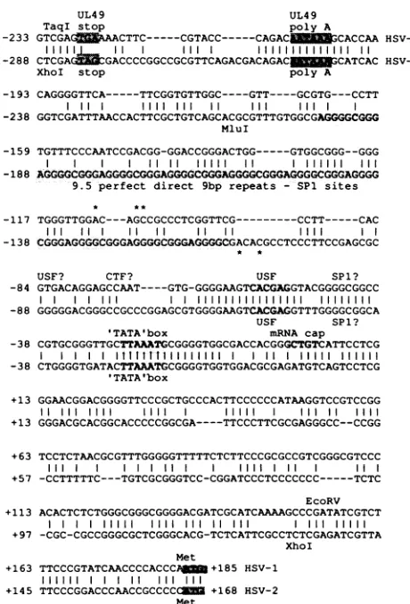 FIG.1.proteininindicatedTRF.CVmw65indicated the Deduced primary sequence of the HSV-2 strain 333 protein, aligned with the primary sequence of the Vmw65 from HSV-1 strain 17 (14)