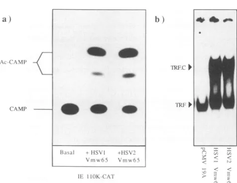 Fig. 3a.theHSV-1extents,overexpressedproteinsfor Cotransfection of vectors expressing Vmw65 fromor HSV-2 stimulated CAT expressionto similar indicating that the proline residue at position 436 in HSV-2 acidic domain has no substantial effect on theactivati
