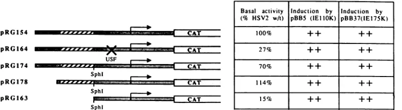FIG.~~~~~S(averages= 8- 7. Diagrammatic representation of the promoter-CAT constructs used, together with relative basal activities in transient assays of at least three independent experiments) and inducibility by viral IE transactivators (averages of at 