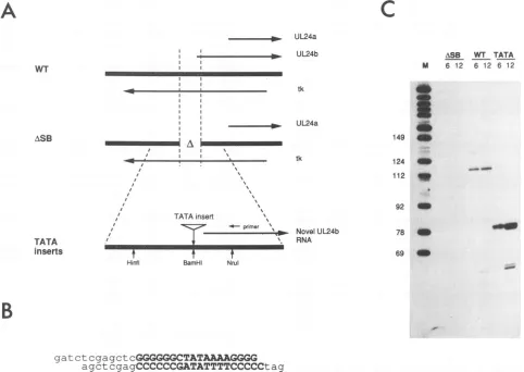 FIG.1.TheprimerofASBindicated.inducedarevirus the (A) Experimental design. Oligonucleotides bearing test TATA box sequences were inserted into the HSV-1 genome across the deletion in the UL24 orientation, and then infected cell RNA was scored for the prese