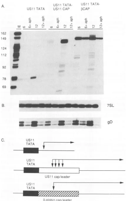 FIG. 6.fragmentsdrivenbindingatA.arequence,mutatedharvestedassayedFig. 10 The Effect of tandem Spl-binding sites on levels of RNA from the USI1 TATA sequence