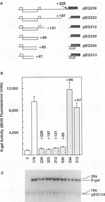 FIG. 6.gles)containingmutants.rectangles)rectangles).transfectionbarscontainingtheUpstreamharvestedNorthern Mapping the inhibitory signal by using 3' deletional (A) The 5' leaders of transcripts expressed from plasmids the gp48sequencesup to the indicated 