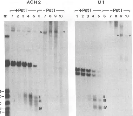 FIG. 4.2digestionbycellsdescribedindicatedconcentrations(lanesusingwere10). and Hypersensitive site visualization depends on digestion both DNase I and PstI