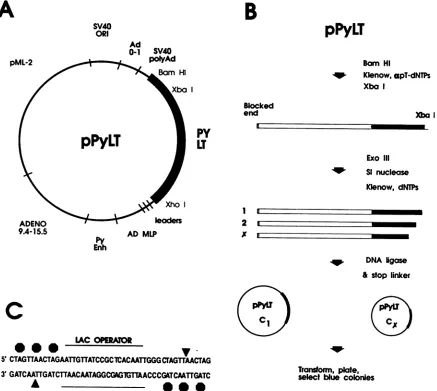 FIG.1.TrianglesCcontaining(nt(nt(ADconstructionmaplarge-T-antigen terminus Construction of carboxy-terminal deletion mutants of polyomavirus large T antigen