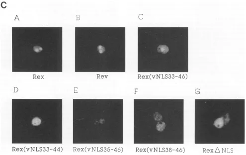 FIG.1.theproteinate-earlynalRexanalysisRevCOSdiscontinuoususedUsingtrans-activatoranti-Revvisualizeddaltons)localizationfluorescence.sequencesimmunofluorescence Structure and expression of the molecular clones