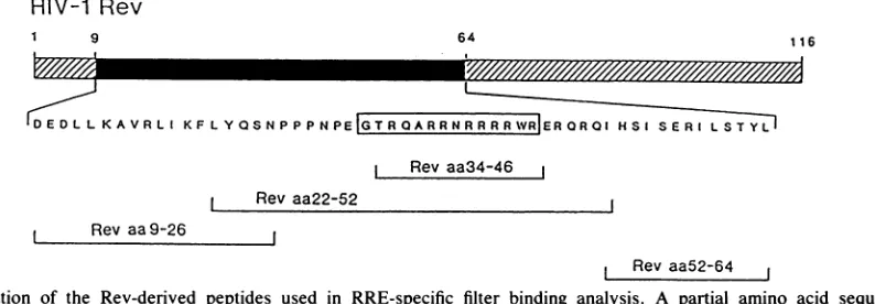 FIG. 2.deletion(inindicatedinteraction Functional analysis of wild-type Rev, wild-type Rex, and mutant Rev-Rex proteins