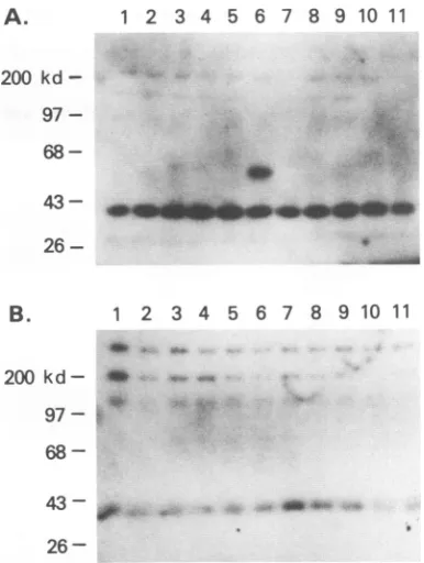 FIG. 5.fiveproteinsalignment93).bindingindicatesCPV Comparison of amino acid sequences of the VP2 capsid of B19 and CPV aligned for maximum homology