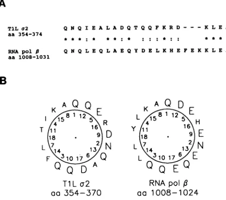 FIG. 5.protein(RNAcloselyAcidthanportion (A) Region of similarity between the reovirus TlL cr2 and the E