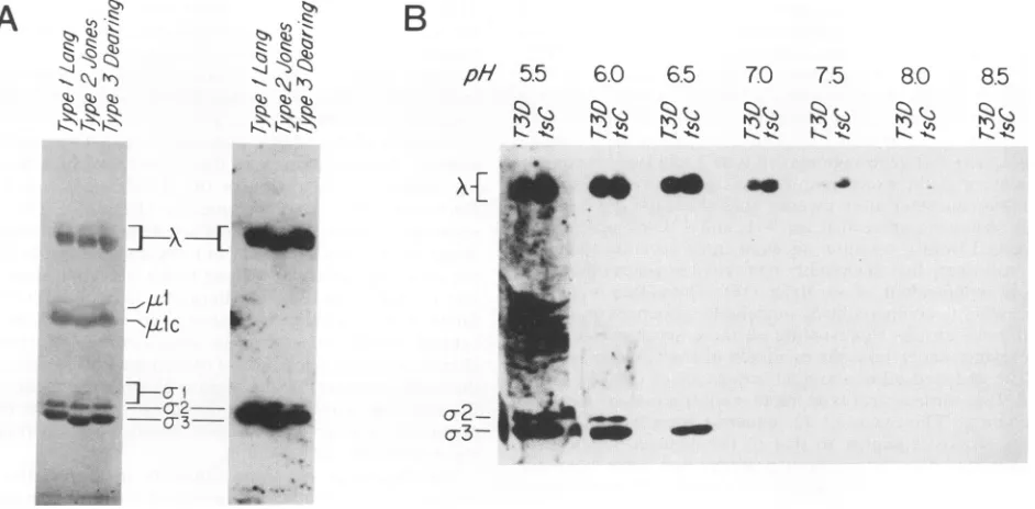 FIG. 6.gelwith24leftprotein-bindingseparatedwashadtsC447.[5'-32P]pCp-labeled h (A) Binding of reovirus proteins to reovirus genomic RNA