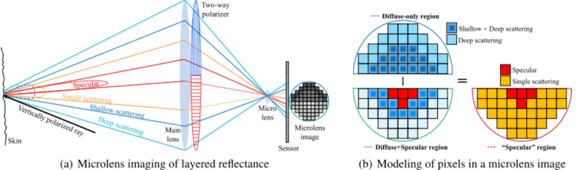 Figure 7: Angular sampling process of the TPLF camera for layered reflectance. (a) Ray diagram through a two-way polarizer and a microlens.