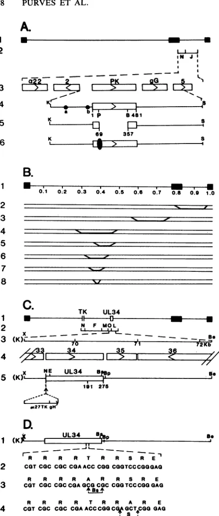 FIG.1.genome.fragmentviruses.thethewhichmentsencodingattheshortPK.whichUS3into amino Schematic representation of the DNA sequence arrange- in the genomes of HSV-1(F) and the various recombinant(A) Line1, the sequence arrangement of the HSV-1 The filled rec