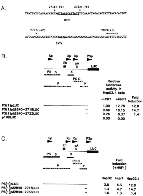 FIG.1.largeareforantigenderived(B)exogenouslyplasmids.regionbreakpointsparenthesesincludeddetermined(C),talactivitiesthesionpositionsvectorsnylationXwhichsionHBVsent gene (A) Sequence of the HBV large surface antigen promoter (subtype ayw) (22)