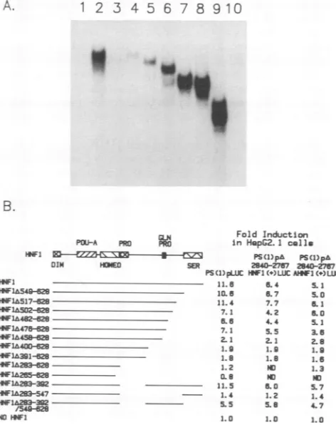 FIG. 2.promotertheminimalbindingbindingwith Influence of the orientation and sequence of the HNF1 site on transcriptional activity from large surface antigen promoter constructs containing single synthetic HNF1 sites in HepG2.1 cells