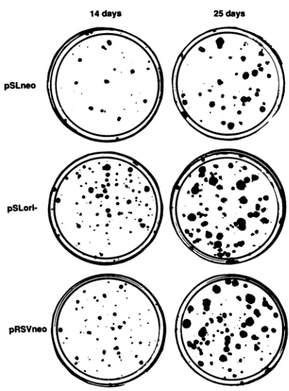 FIG.1.containingtransfectionwithstain Production of G418-resistant COS7cell colonies by withSV40-based plasmids