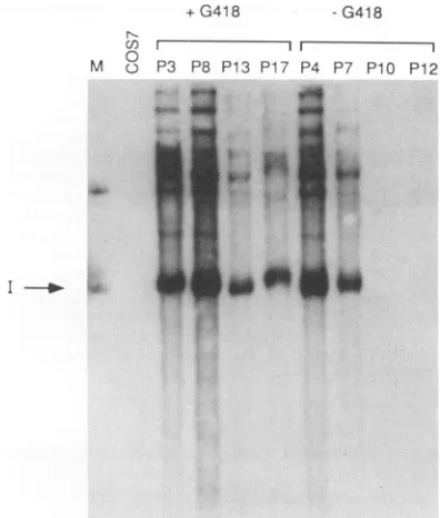 FIG. 2.uncutcells.CopyindependentpSLneo. Southern blot analysis of low-molecular-weight DNA from G418-resistant pSLneo/COS7 cell lines
