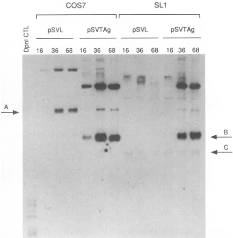 FIG. 4.pooledtionCsCl(bottom).ofpSLneoandhybridization.theprobetherelativeprocedure.strandedstituted pSLneo Comparison of pSLneo DNA and cellular DNA replica- in pSLneo/COS7 cells by density transfer analysis