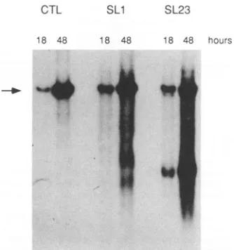 FIG. 7.blotted.fromwastion,32P-labeledmolecular-weightDEAE-dextranlow-molecular-weighttionsapproximatelypSLneo Transient replication analysis of pSLneo DNA purified pSLneo/COS7 cell lines