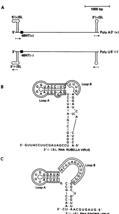 FIG.1.of(+)- the (A) Schematic representation of rubella virus positive and negative (-)-strand RNAs; 5' (+) SL, 5'-end SL structure positive strand; 3' (+) SL, 3'-end SL structure of the positive