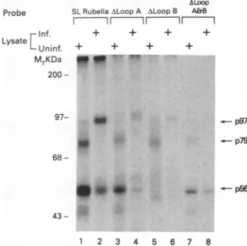 FIG. 2.poly(I*wereofto complexes cell (A) Gel retardation assay of the rubella virus 3' (-) SL RNA