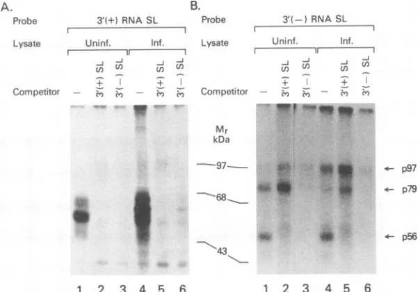 FIG. 4.RNA-proteinassay.SL Similarities in the protein-binding activity between the 3' (-) SL and the 3' (+) SL RNA structures