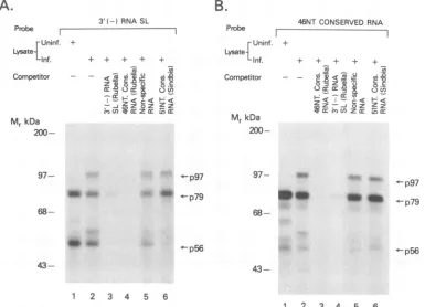 FIG. 7.analysisatwasuninfected the Involvement of the 46-nucleotide conserved sequence (46NT