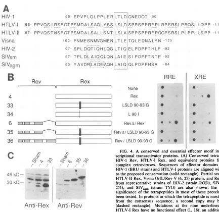 FIG. 4.complexfromscriptionalHIV-1tofromfunctiontionassaysandthetransfectedHIV-1251),been(dashedresis(100theHTLV-IIsignificanceHTLV-Isodium the A conserved and essential effector motif in posttran- transactivator proteins