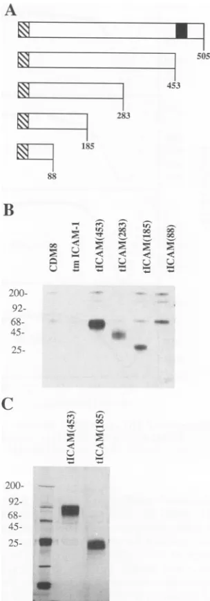 FIG.1.progressivelyexperiments.andanalyzedtICAM(283)FluorographothertICAM(185)molecular Secretion of soluble ICAM-1 proteins