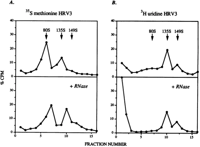 FIG. 5.formsand(normalizedsubjected80S Capsid protein composition of soluble ICAM-1-modified of HRV3